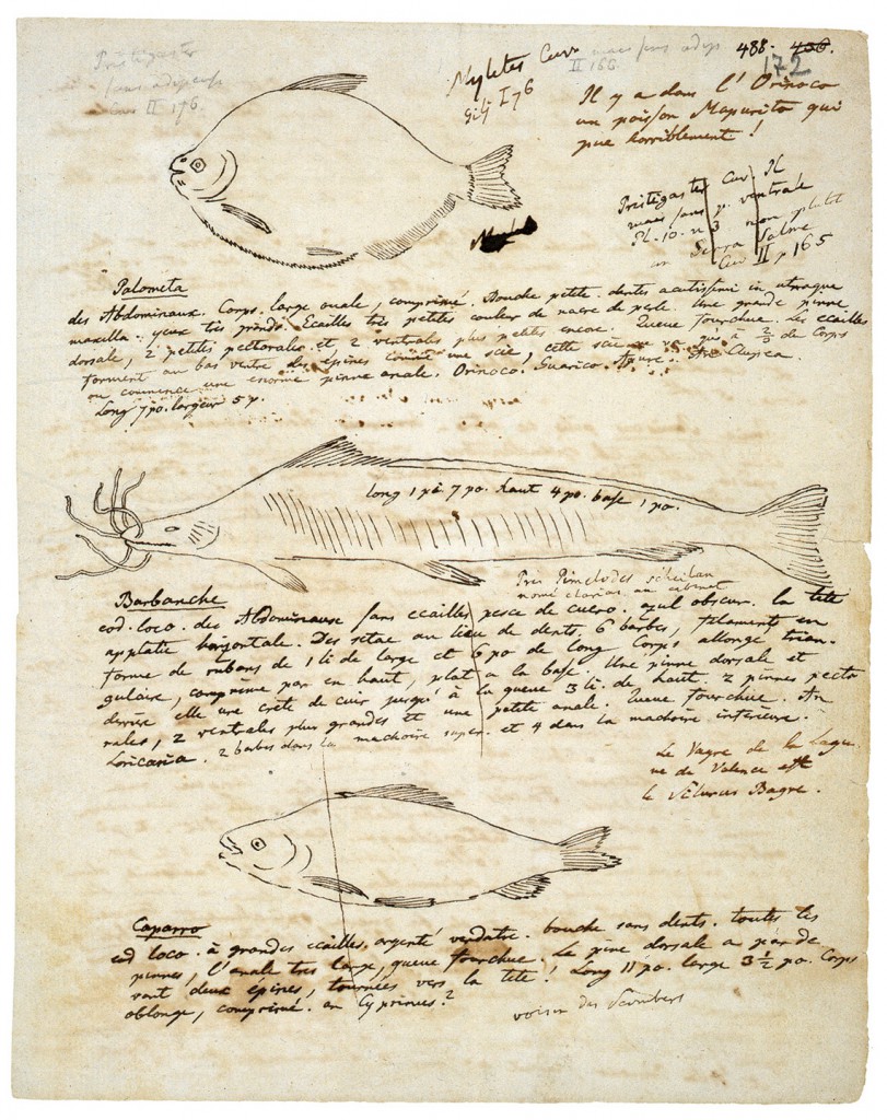 Alexander von Humboldt, Skizzen und Beschreibungen von Fischen im Orinoco, Föderung 2012 für die Staatsbibliothek zu Berlin (© Staatsbibliothek zu Berlin/ bpk)