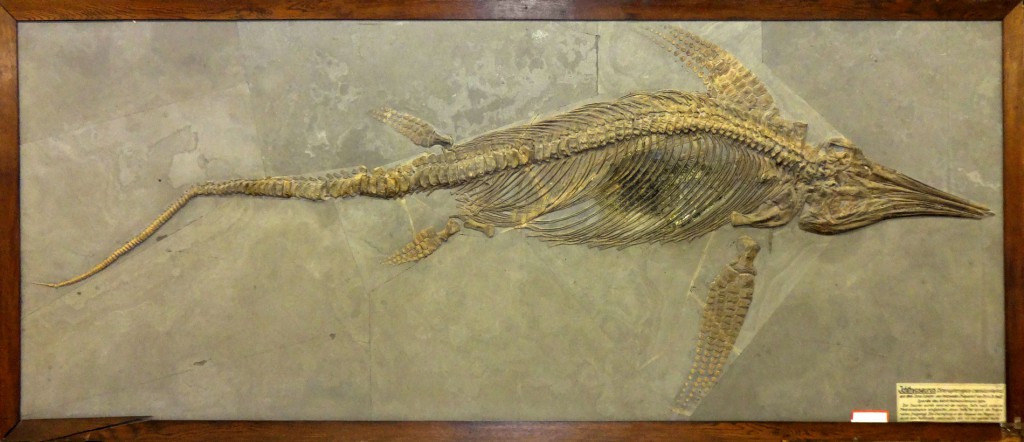 Fischsaurier mit Embryonen (Stenopterygius quadriscissus) aus dem Posidonienschiefer Südwestdeutschlands, ca. 181 Millionen Jahre alt, Länge 208 cm; Staatliches Museum für Naturkunde Stuttgart