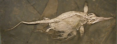 Fischsaurier aus dem Posidonien-schiefer Südwestdeutschlands, 208 cm, ca. 181 Millionen Jahre alt
© Staatliches Museum für Naturkunde Stuttgart, E. Maxwell