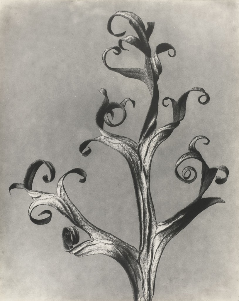 Karl Blossfeldt, Delphinium / Rittersporn, 6 -mal  vergrößert, 1915−1925, 29,7 × 23,8 cm; Pinakothek der Moderne, München
