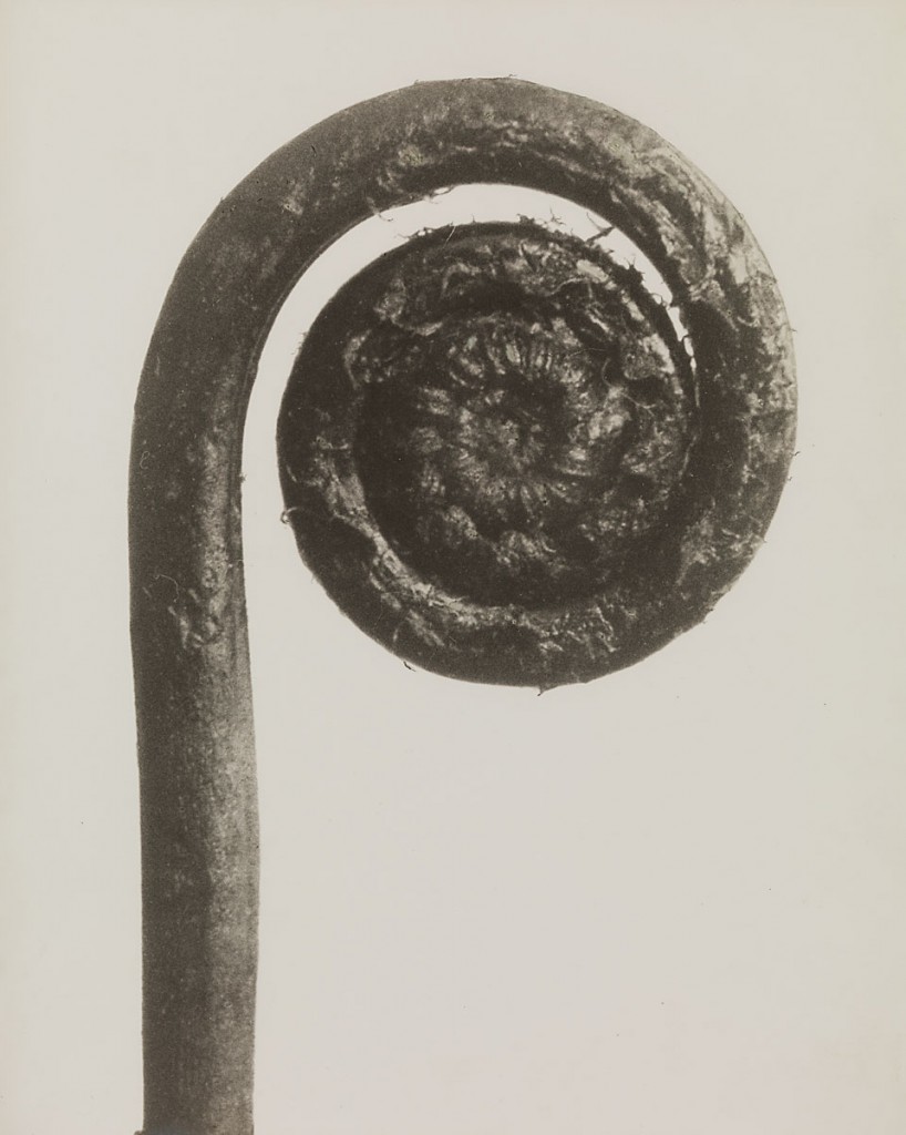 Karl Blossfeldt, Adiantum pedatum / Pfauenrad-Frauenhaarfarn, 10 -mal  vergrößert, 1915−1925, 29,7 × 23,6 cm; Pinakothek der Moderne, München
