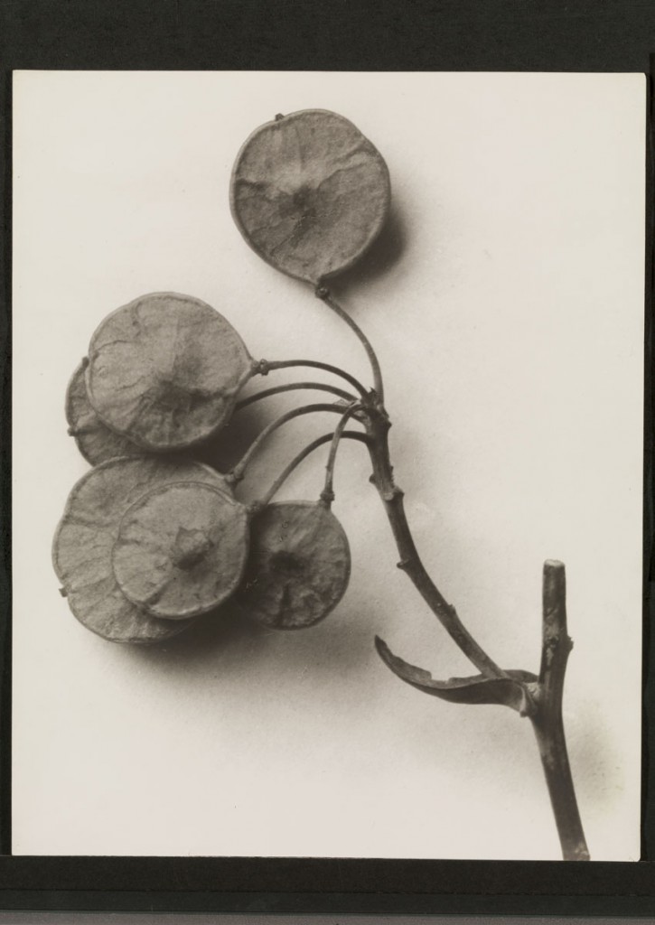 Karl Blossfeldt, Ptelea trifoliata / Kleeulme, 6 -mal vergrößert, 1915–1925, 29,8 × 23,8 cm; Pinakothek der Moderne, München