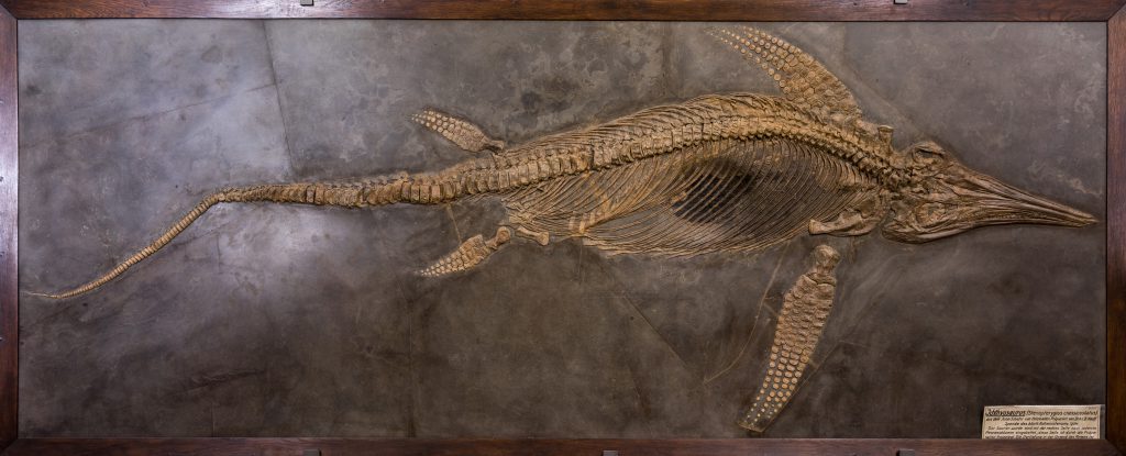 Nach mehreren Monaten Arbeit ist die Restaurierung des über 3m langen Fischsauriers Stenopterygius uniter abgeschlossen © SMNS, Martin Wahler