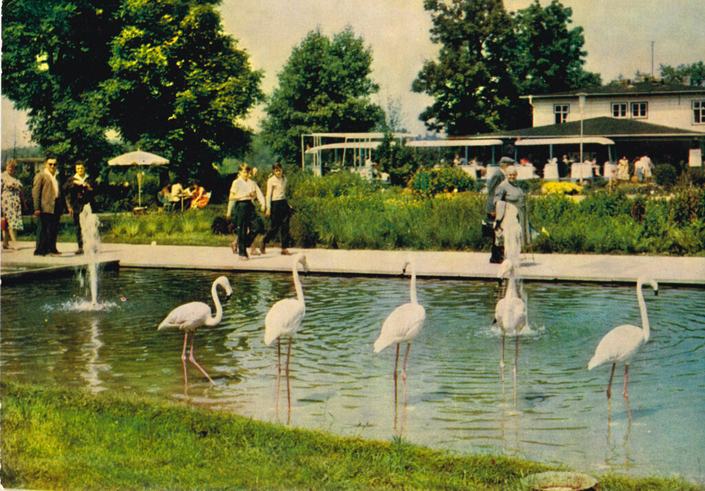 Postkarte mit Flamingos